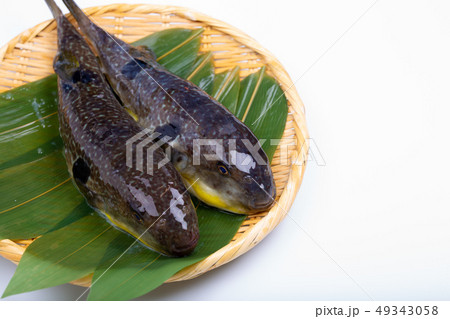 まふぐ 真河豚　河豚 49343058