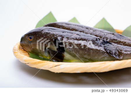 まふぐ 真河豚　河豚 49343069