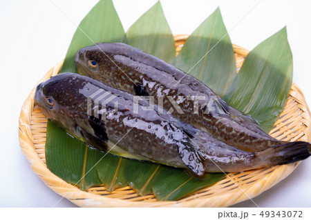 まふぐ 真河豚　河豚 49343072