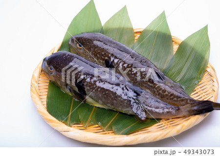 まふぐ 真河豚　河豚 49343073