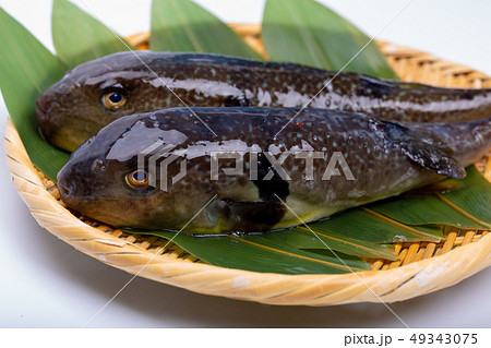 まふぐ 真河豚　河豚 49343075