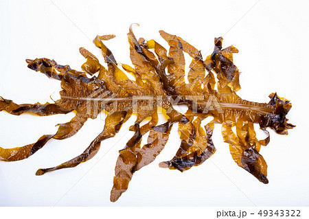 わかめ　ワカメ 49343322