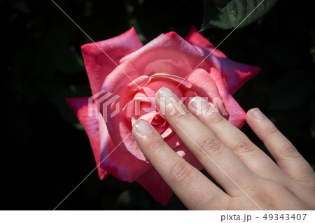 Beautiful colorful Rose Flower in hand 49343407