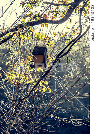 Wooden homemade birdhouse hanging on a  tree 49343408