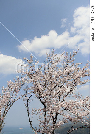 天草の桜 天草の桜 49343876