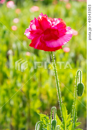ヒナゲシのお花畑 ヒナゲシのお花畑 49343903