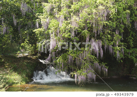 渓流に咲く藤 49343979