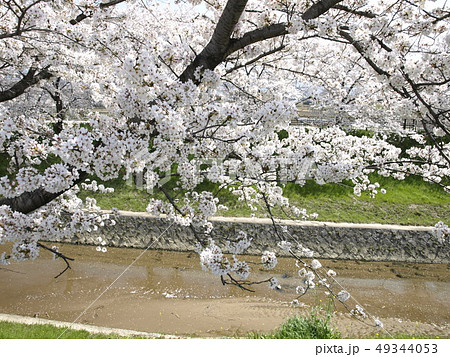 佐保川沿いの桜 佐保川沿いの桜 49344053