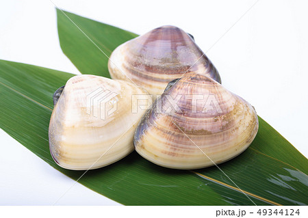 ハマグリ 貝 ハマグリ 貝 49344124