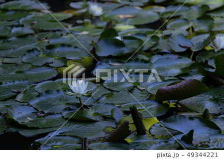 睡蓮 49344221