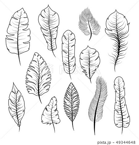 Big set of different black and white exotic feathers on white Big set of different black and white exotic feathers on white 49344648