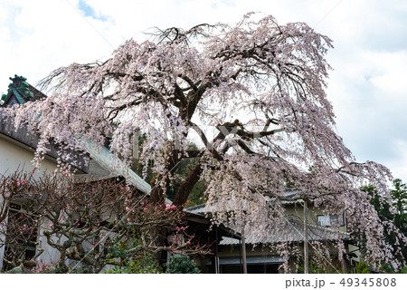 龍源院のしだれ桜 龍源院のしだれ桜 49345808