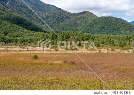 栃木県日光市 奥日光 小田代原 貴婦人 9月 の写真素材