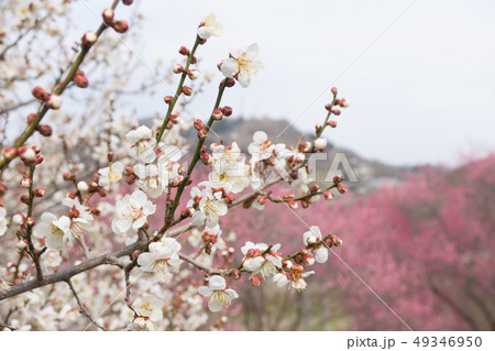 信州信町 ろうかく梅園 信州信町 ろうかく梅園 49346950