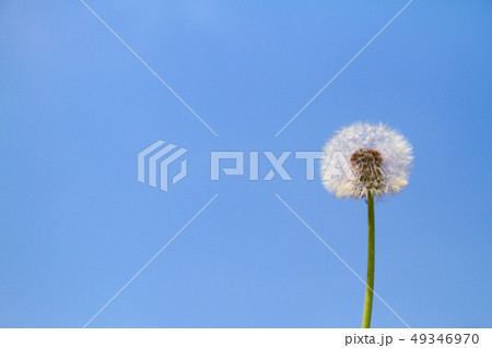 青空とタンポポ 青空とタンポポ 49346970