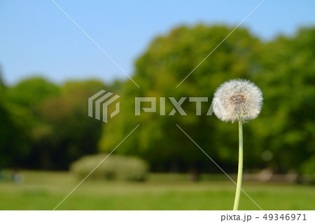 青空とタンポポのある風景 青空とタンポポのある風景 49346971