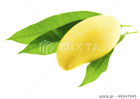 mango with leaves isolated on white background mango with leaves isolated on white background 49347045
