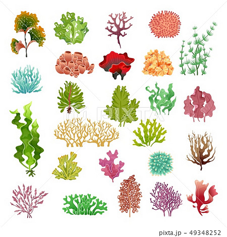 Coral and seaweed. Underwater flora, sea water seaweeds aquarium game kelp and corals. Ocean plants Coral and seaweed. Underwater flora, sea water seaweeds aquarium game kelp and corals. Ocean plants 49348252