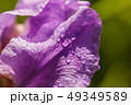 Abstraction of a purple iris flower outdoors image 49349589