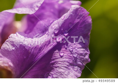 Abstraction of a purple iris flower outdoors image Abstraction of a purple iris flower outdoors image 49349589