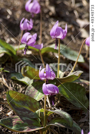 野山北公園のかたくりの花 野山北公園のかたくりの花 49349733