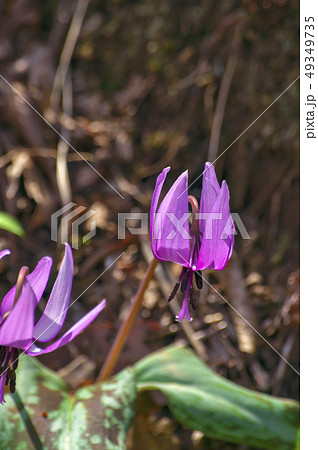 野山北公園のかたくりの花 野山北公園のかたくりの花 49349735