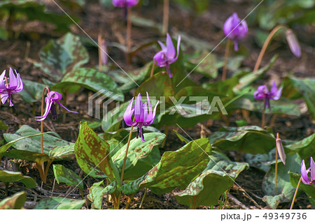 野山北公園のかたくりの花 野山北公園のかたくりの花 49349736