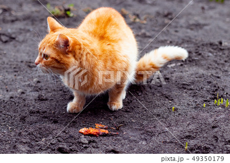 Help homeless animals. Street cat eats fish. 49350179