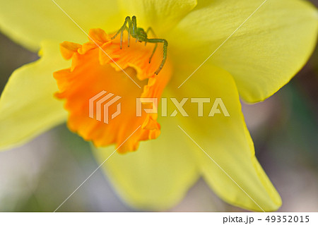 クモとスイセン 49352015