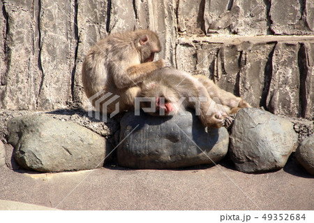 ニホンザル ( Macaca fuscata / Japanese macaque ) ニホンザル ( Macaca fuscata / Japanese macaque ) 49352684