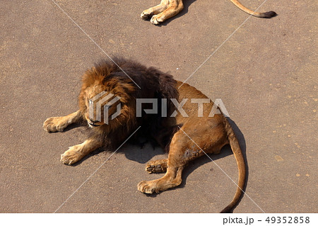 ライオン ( Panthera leo / Lion ) ライオン ( Panthera leo / Lion ) 49352858