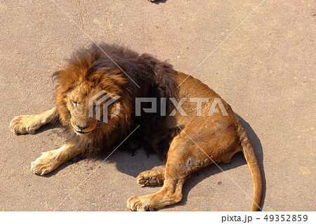 ライオン Panthera Leo Lion の写真素材