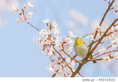 桜の木にとまっているメジロ 49353835