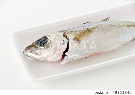 メアジ、トッパク、ガチュン 49353846