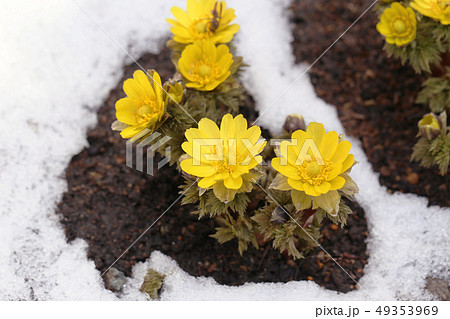 残雪と福寿草 残雪と福寿草 49353969