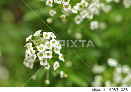 花 49354088