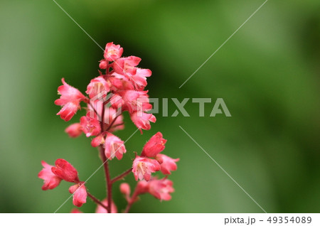 花 花 49354089
