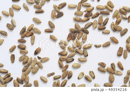 《ハーブ》 ミルクシスル 《ハーブ》 ミルクシスル 49354216