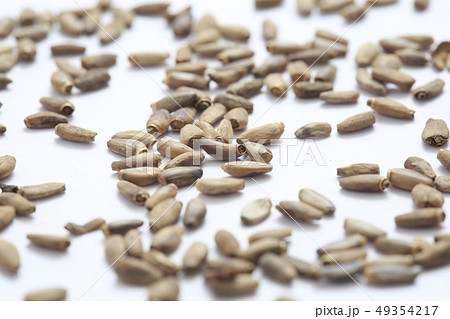 《ハーブ》 ミルクシスル 《ハーブ》 ミルクシスル 49354217