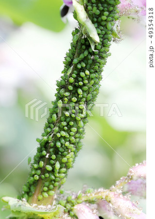 アブラムシ 昆虫 アブラムシ 昆虫 49354318