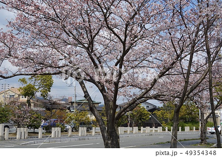 下関　城下町長府の風景 49354348