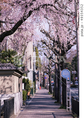 有栖川宮旧邸の枝垂れ桜 有栖川宮旧邸の枝垂れ桜 49354352