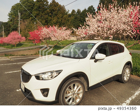 桜とCX-5 桜とCX-5 49354360