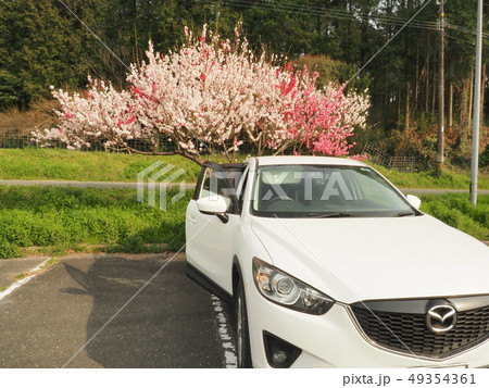 桜とCX-5 49354361