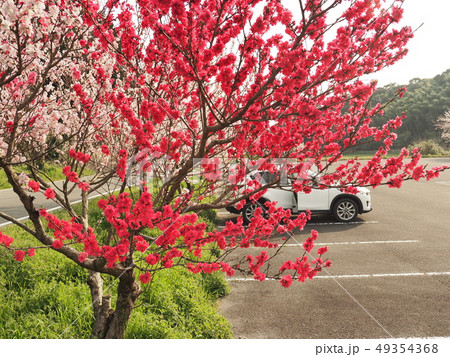 桜とCX-5 49354368