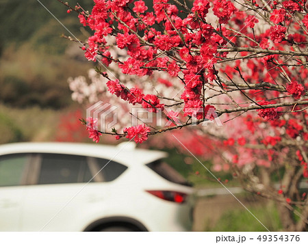 桜とCX-5 49354376