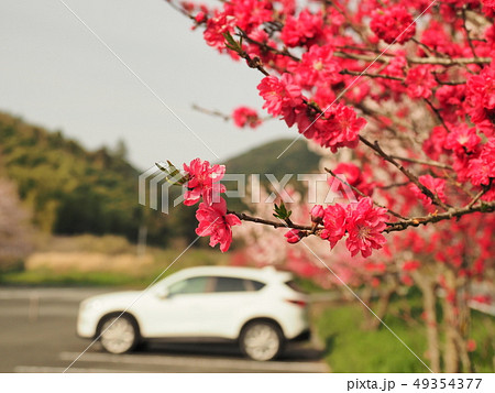桜とCX-5 49354377