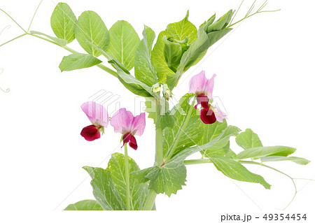 えんどう豆の花 野菜 えんどう豆の花 野菜 49354454