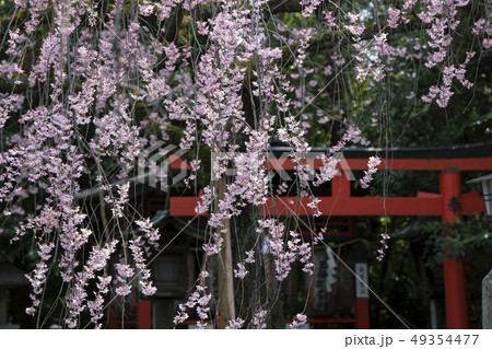 水火天満宮の枝垂れ桜 水火天満宮の枝垂れ桜 49354477