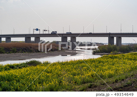 利根川と菜の花 49354649